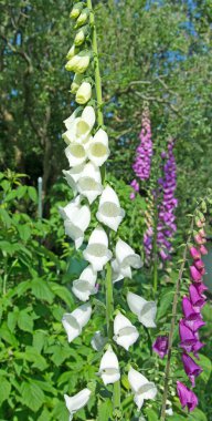 Çiçekli kırmızı yüksük otu, Digitalis purpureais Çiçekli kırmızı yüksük otu, Digitalis purpurea