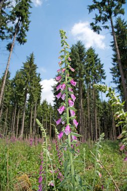 Çiçekli kırmızı yüksükotu, Digitalis purpurea, ormanda