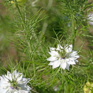 Yakından siyah kimyon çiçekleri.