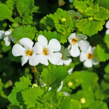 Kar tanesi çiçeği, Bacopa, yakın planda.