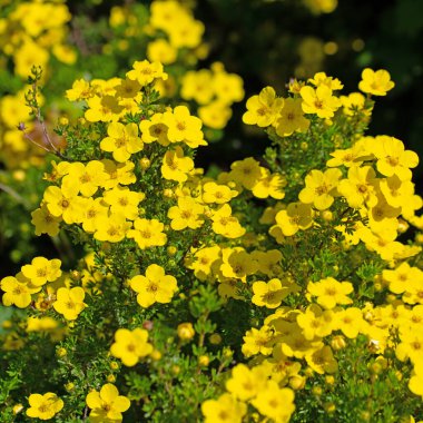 Yüksükotu, Potentilla fruticosa, baharda