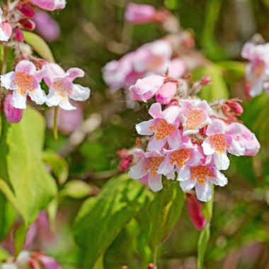 Çiçekli Kolkwitzia, Kolkwitzia amabilis, ilkbaharda