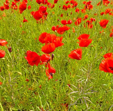 Çiçek açmış bir gelinciğin yakın çekimi