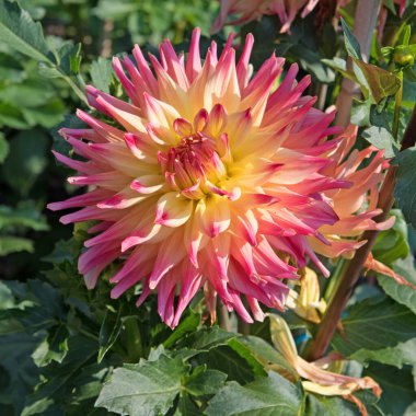 Çiçek açan yıldız çiçeklerinin yakın plan görüntüsü