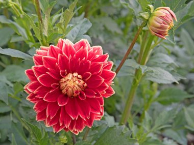 Çiçek açan yıldız çiçeklerinin yakın plan görüntüsü