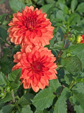 Çiçek açan yıldız çiçeklerinin yakın plan görüntüsü