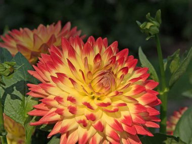 Çiçek açan yıldız çiçeklerinin yakın plan görüntüsü