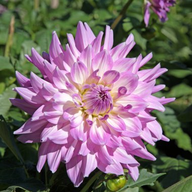 Çiçek açan yıldız çiçeklerinin yakın plan görüntüsü