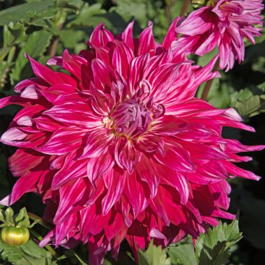 Çiçek açan yıldız çiçeklerinin yakın plan görüntüsü