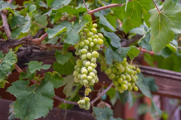 Кучка Зеленого Винограда Висит Высоко Высокое Качество Фото — стоковое фото