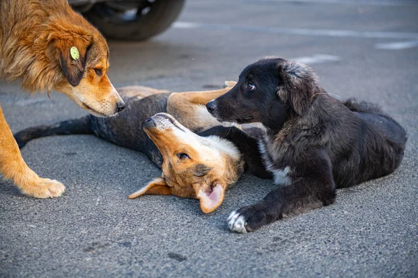 Három Kutya Szórakozik Úton Kiváló Minőségű Fénykép — Stock Fotó