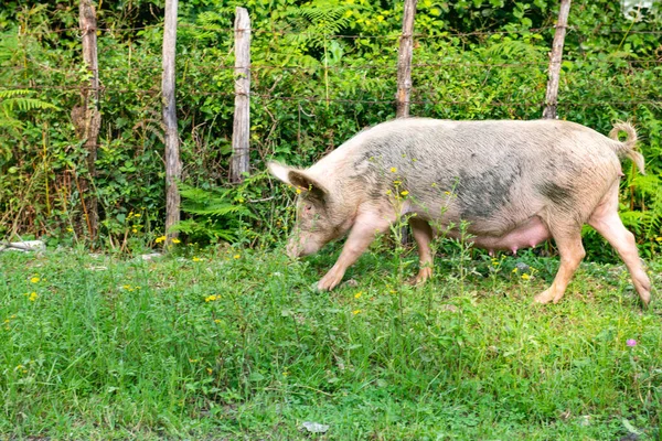 Hermoso Cerdo Adulto Está Buscando Comida Hierba Foto Alta Calidad — Foto de Stock