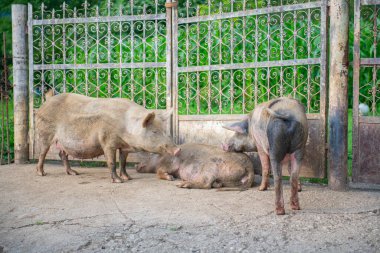 Bazı domuzlar kapıda bekliyor. Yüksek kalite fotoğraf