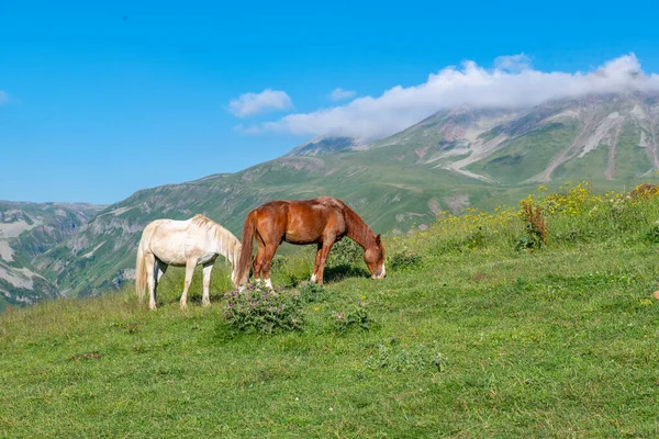 Georgia 'da bir dağ yamacında otlayan iki at. Yüksek kalite fotoğraf