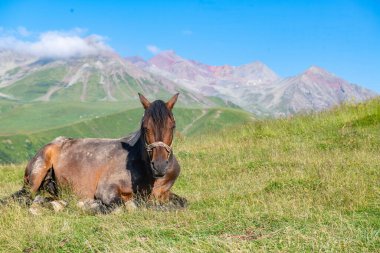 Georgia 'da bir dağ yamacında güzel bir at yatıyor. Yüksek kalite fotoğraf