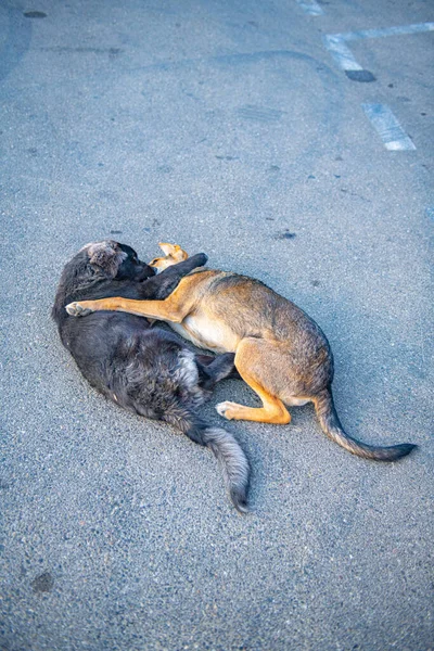 Dos Perros Divierten Jugando Carretera Foto Alta Calidad — Foto de Stock