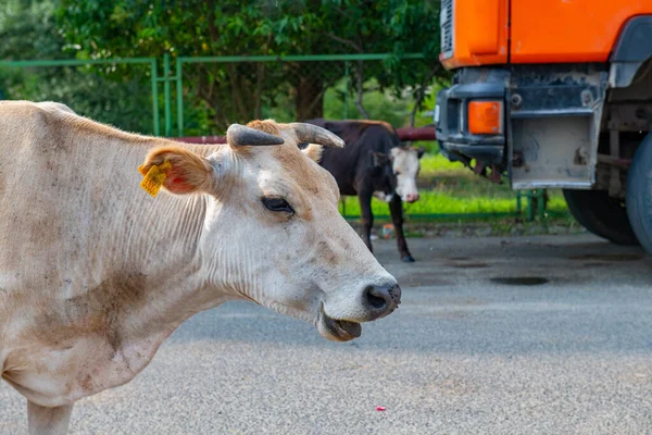 stock image one adult beige cow is chewing grass. High quality photo