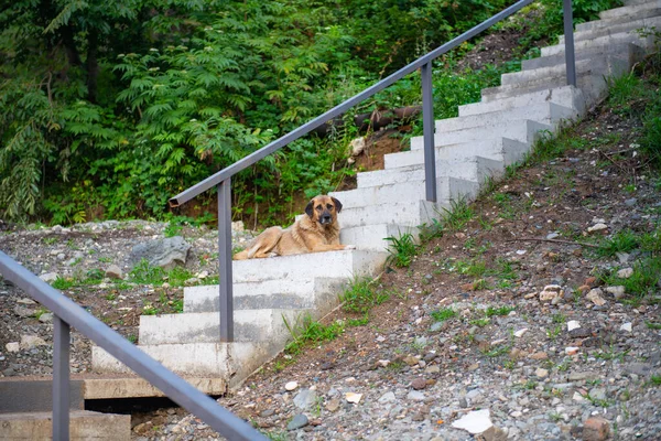 a street dog is lying on the stairs. High quality photo