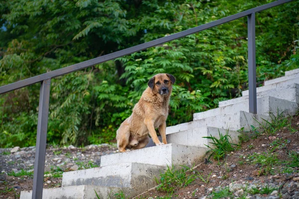 Perro Callejero Está Sentado Las Escaleras Foto Alta Calidad — Foto de Stock