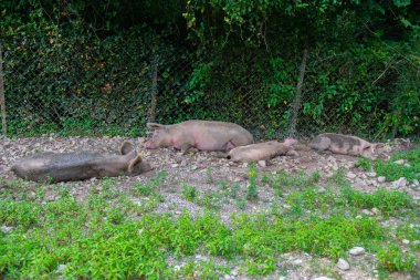 Bir sürü domuz çitin altında uyuyor. Yüksek kalite fotoğraf