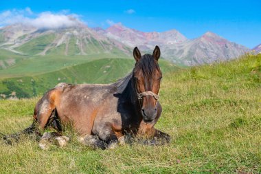 Bir at Georgia 'da bir dağ yamacında yatıyor. Yüksek kalite fotoğraf