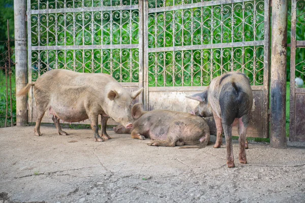 Some Pigs Waiting Gate High Quality Photo — Stock Photo, Image