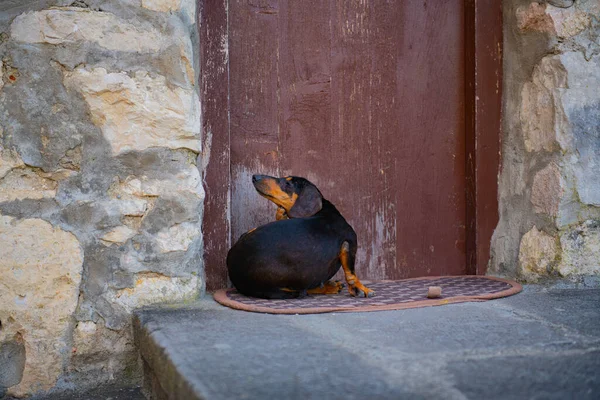 Pequeno Cão Dachshund Fica Pórtico Rochoso Foto Alta Qualidade — Fotografia de Stock