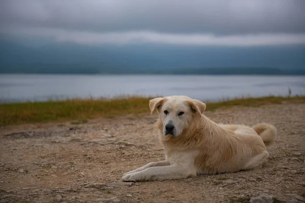 金毛猎犬躺在绍尔水库的岸边 高质量的照片 — 图库照片