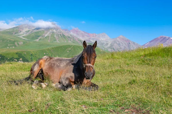 Stock image a beautiful horse lies on a mountainside in Georgia. High quality photo