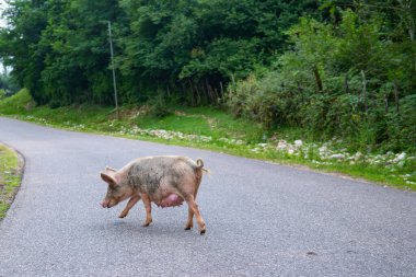 Büyük bir domuz yola çıkıyor. Yüksek kalite fotoğraf