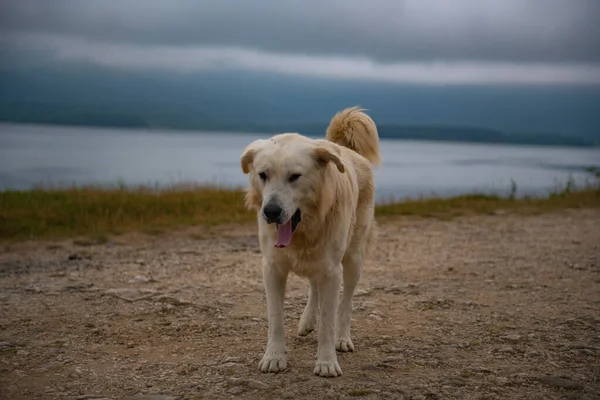 一个巨大的金毛猎犬矗立在绍尔水库的岸边 高质量的照片 — 图库照片