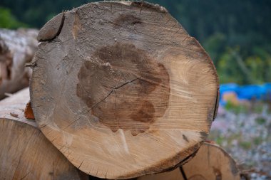Bölgedeki ahşabın dokusu çok dokulu. Yüksek kalite fotoğraf