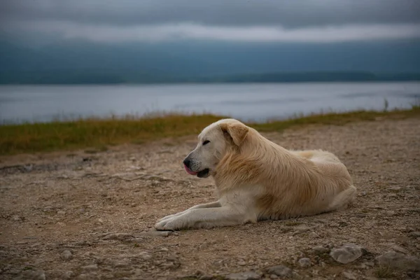 一只金毛猎犬躺在树荫海岸上 高质量的照片 — 图库照片