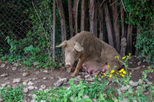 Cerdo Sucio Está Sentado Debajo Árbol Foto Alta Calidad — Foto de Stock