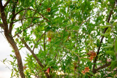 yeşil bir ağaç dalında portakal çiçekleri. Yüksek kalite fotoğraf
