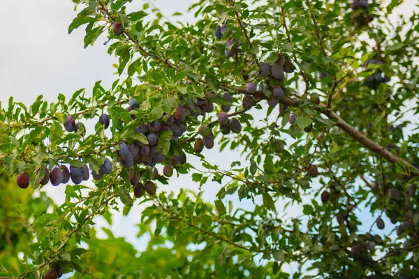 Frutos Ameixa Roxa Galho Árvore Verde Foto Alta Qualidade — Fotografia de Stock