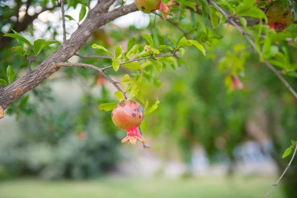 Pomarańczowy Owoc Granatu Kwiatem Zielonej Gałęzi Drzewa Wysokiej Jakości Zdjęcie — Zdjęcie stockowe