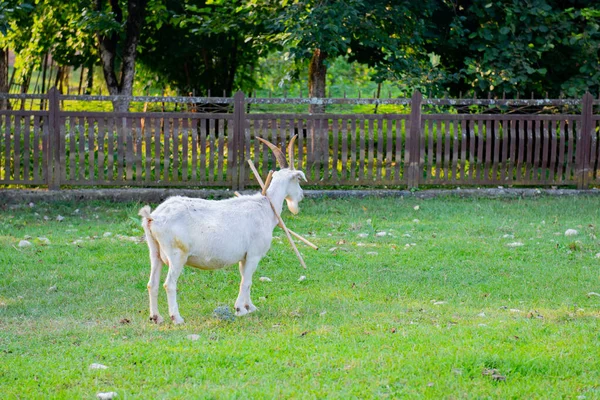 Una Cabra Blanca Pastando Claro Junto Valla Foto Alta Calidad —  Fotos de Stock