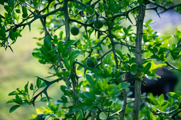 葉や木の枝を背景にした緑色の円形の果実です 高品質の写真 — ストック写真