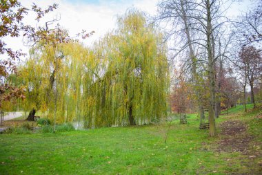 yeşil sonbahar ağaçları mavi gökyüzü. Yüksek kalite fotoğraf
