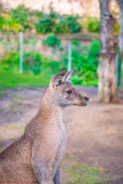 Kangurulardan Birinin Başı Yüksek Kalite Fotoğraf — Stok fotoğraf