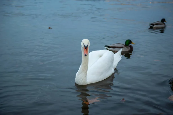 Ein Weißer Schwan Schwimmt Wasser Neben Einer Ente Hochwertiges Foto — Stockfoto