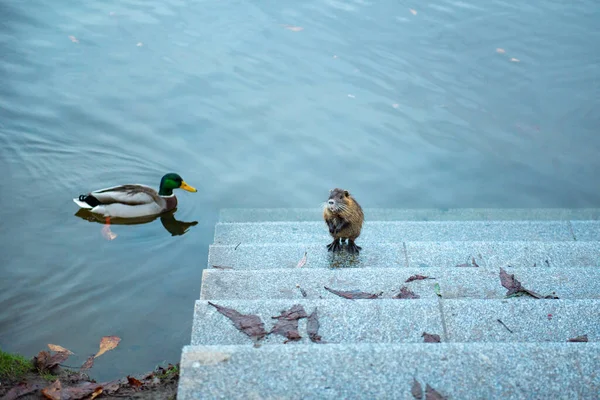 Ein Biber Sitzt Wasser Auf Den Stufen Die Ente Schwimmt — Stockfoto