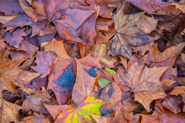 Dużo Jesiennych Kolorowych Suchych Liści Wysokiej Jakości Zdjęcie — Zdjęcie stockowe