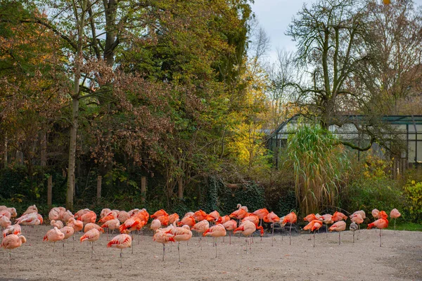 Viele Rosafarbene Flamingos Ufer Des Stausees Vor Dem Hintergrund Herbstlicher — Stockfoto