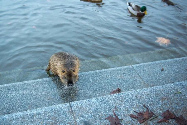 one beaver climbs out of the water next to a duck. High quality photo