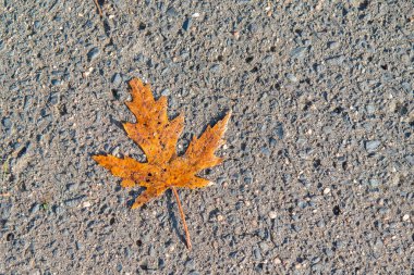 Bir turuncu akçaağaç yaprağı gri bir yolda yatıyor. Yüksek kalite fotoğraf