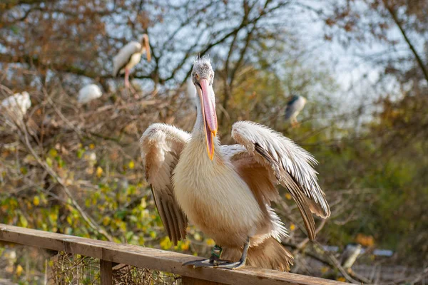 Pelicano Grande Bonito Abriu Asas Zoológico Foto Alta Qualidade — Fotografia de Stock