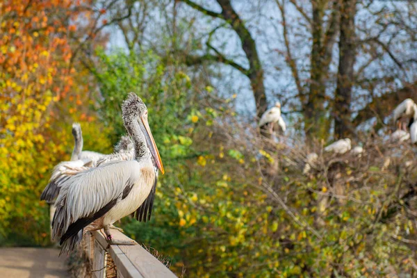 Dois Grandes Pelicanos Zoológico Praga Foto Alta Qualidade — Fotografia de Stock