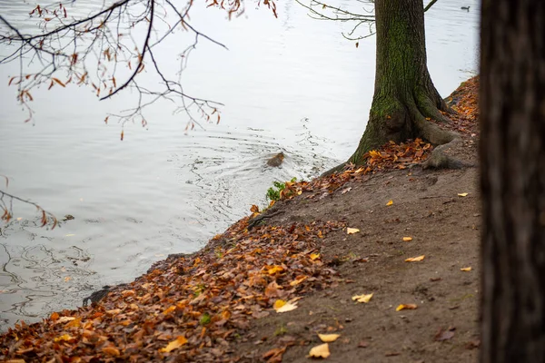Один Великий Бобер Плаває Річці Восени Високоякісна Фотографія — стокове фото
